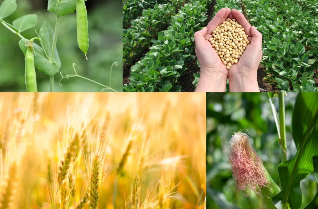 有机氮源根据其来源分类 有机氮源根据其来源分类