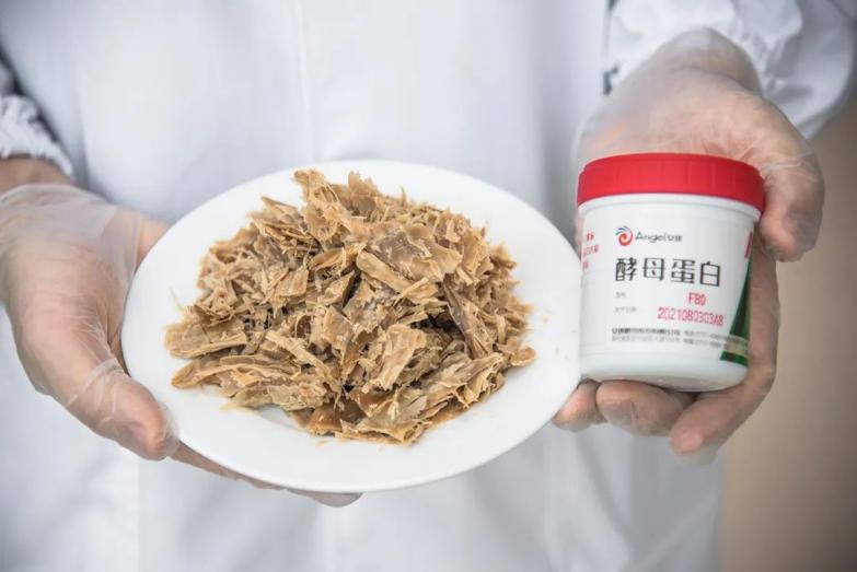 安琪酵母蛋白