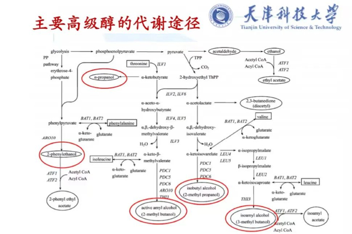 酿酒酵母代谢高级醇