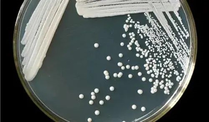 改造的高产酯酿酒酵母