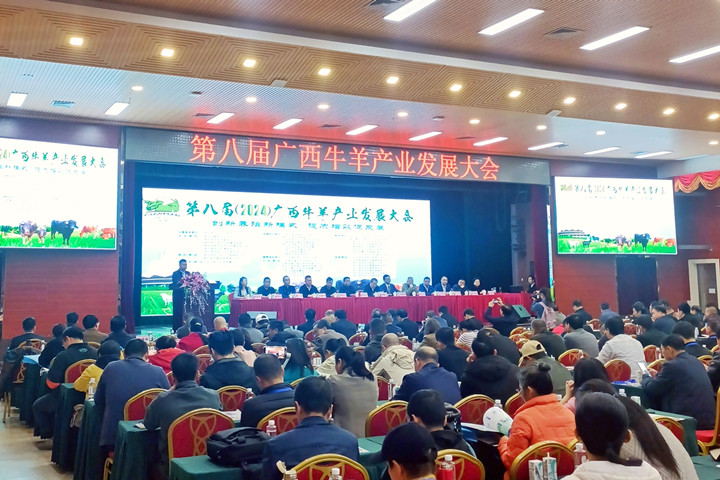 安琪参加第八届广西牛羊产业发展大会