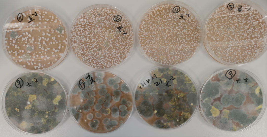 大曲质量与微生物组的内在联系