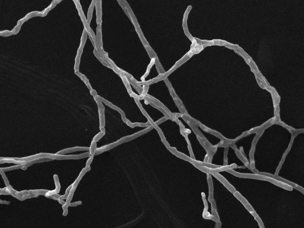 高温放线菌的重要作用