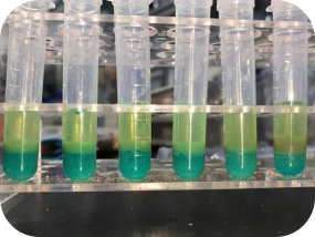 高产己酸菌的筛选与应用