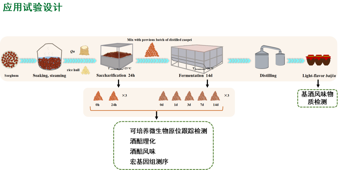发酵过程中细菌与真菌群落的动态变化