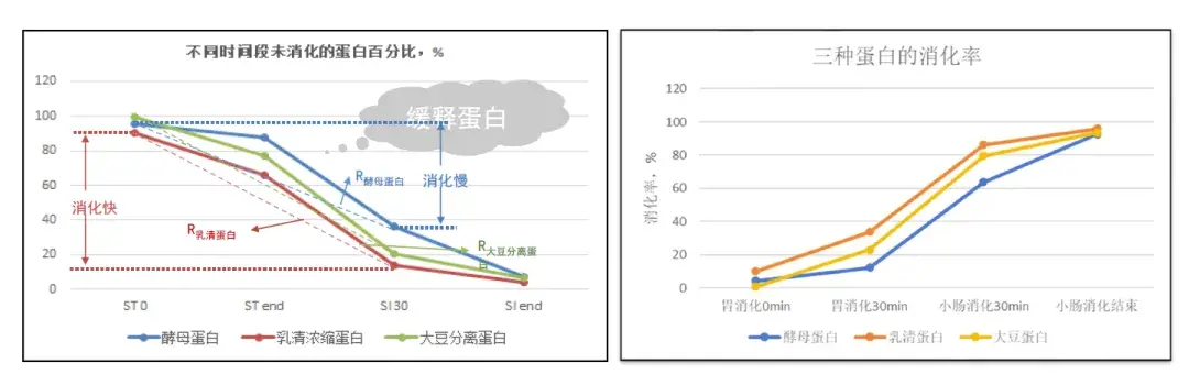 酵母蛋白以其独特的消化特性