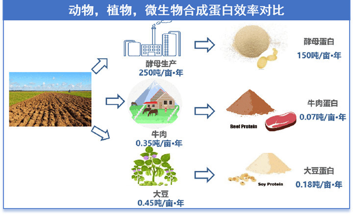 酵母蛋白作为微生物来源