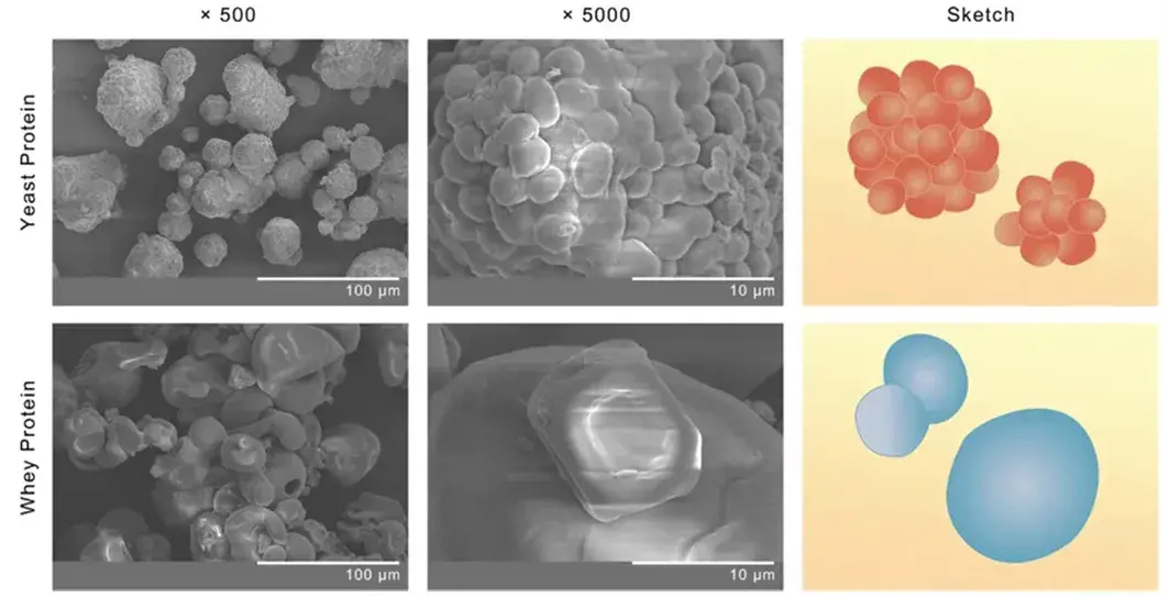 酵母蛋白是一种缓慢消化的蛋白质