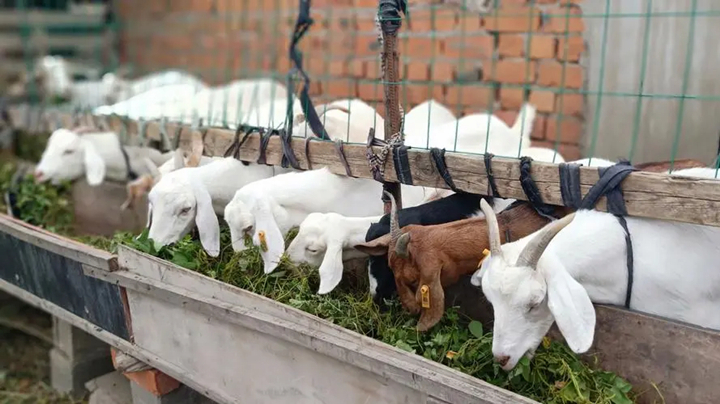 牛羊食欲不振使用可利犇pro