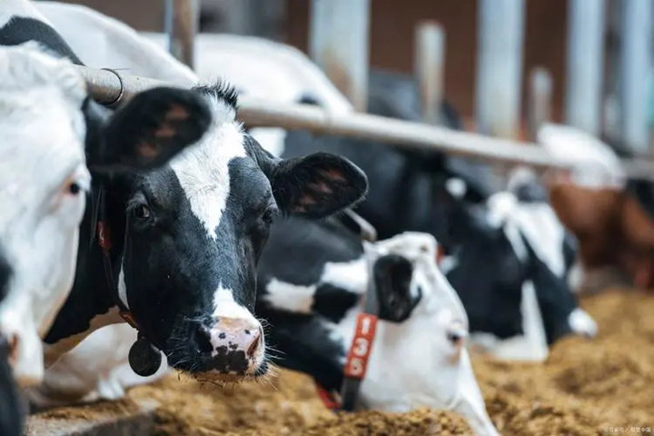 调节瘤胃微生物菌群、提高生产性能