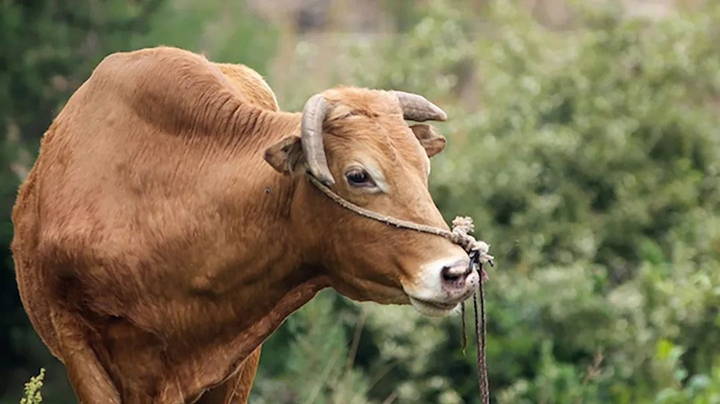 可利犇PRO：反刍动物专用的高活性酵母培养物！