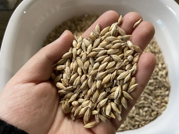 清香型大曲原料