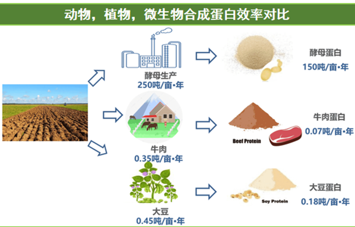 LCA 视角：微生物蛋白的独特优势