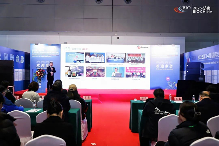 安琪酿酒领域逐步崭露头角