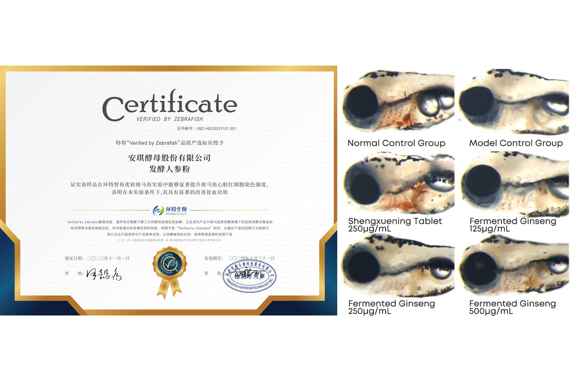 Zebrafish-experiment-certificate-and-heart-staining-diagram-demonstrating-fermented-ginseng's-improvement-of-anemia.jpg Zebrafish-experiment-certificate-and-heart-staining-diagram-demonstrating-fermented-ginseng's-improvement-of-anemia.jpg