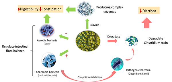 Mode of action of YeaVita/YeaVita+ on gut health Mode of action of YeaVita/YeaVita+ on gut health