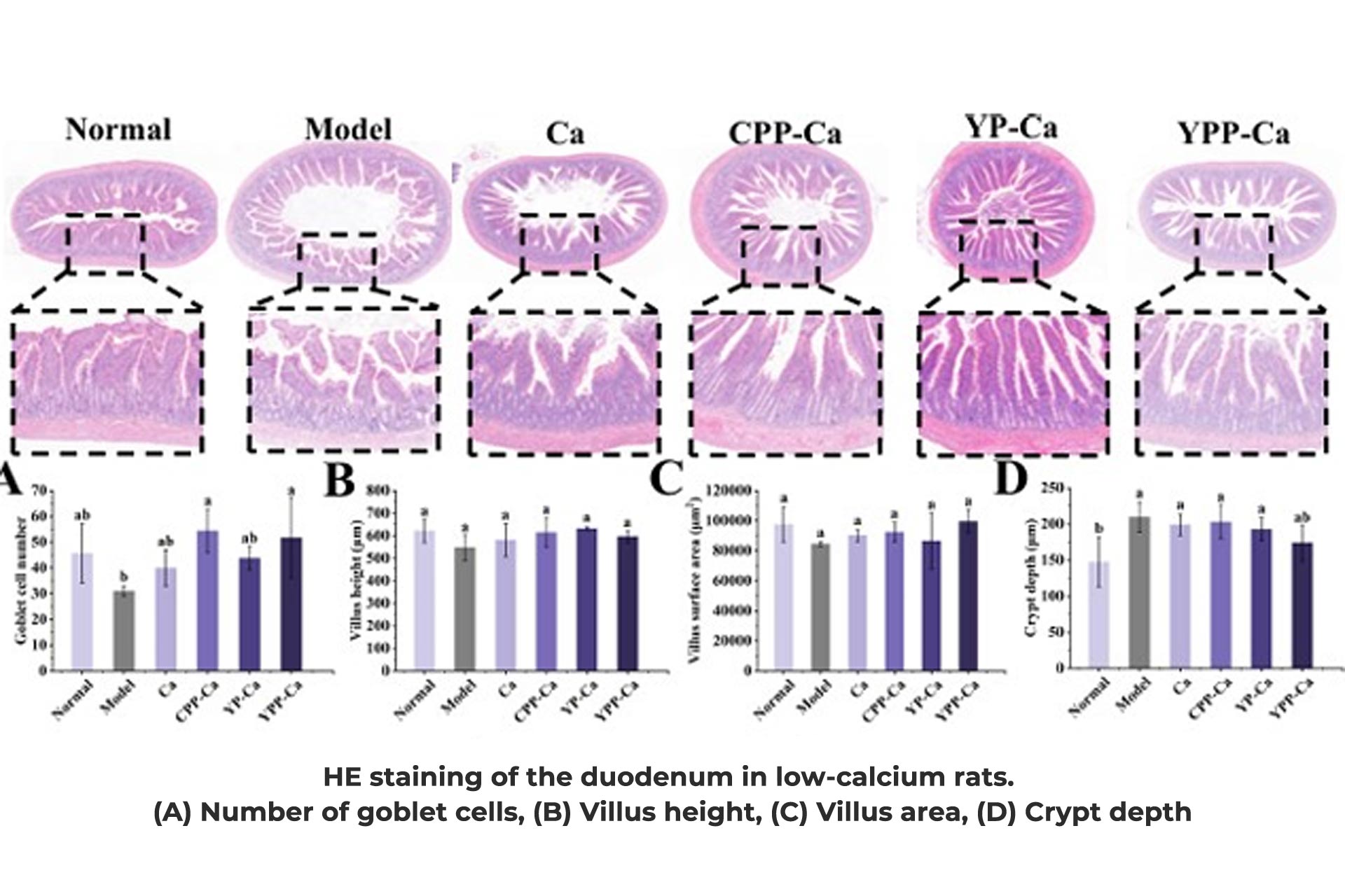 Yeast-protein-improves-the-intestinal-environment-of-low-calcium-rats.jpg Yeast-protein-improves-the-intestinal-environment-of-low-calcium-rats.jpg