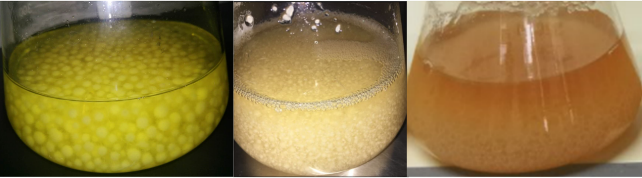 9月-真菌液态培养解决方案1940.png 9月-真菌液态培养解决方案1940.png