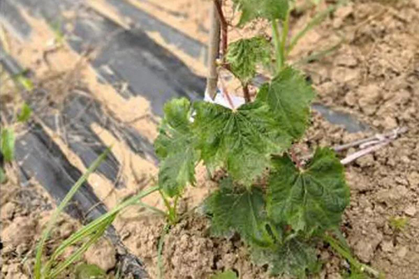 The worrying viral disease of the “Sunshine Rose” Grapes can be 