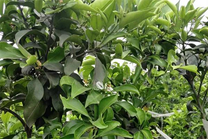 Did you use sunscreen on your citrus?