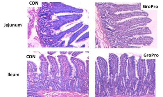 Effects of GroPro on the intestinal morphology of piglets Effects of GroPro on the intestinal morphology of piglets