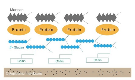 Structural sketch of yeast cell wall(by Angel Yeast).jpg Structural sketch of yeast cell wall(by Angel Yeast).jpg