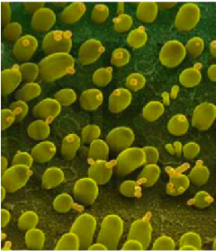 Essential knowledge for fermentation industry：what is inactive yeast？