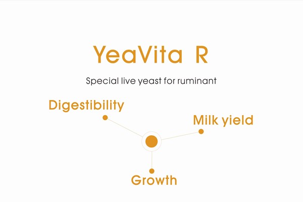 YeaVita R 600400.jpg YeaVita R 600400.jpg