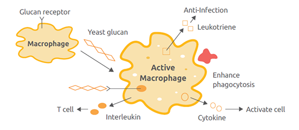 Yeast β-glucan Yeast β-glucan