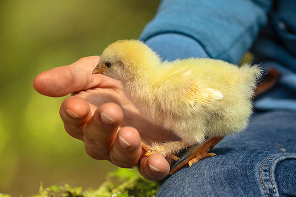 Application of yeast cell wall for poultry