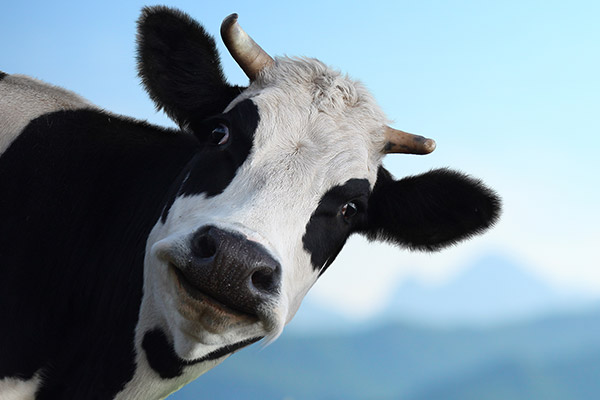 Why YeaVita R+ can be used for ruminant pelleting feed?