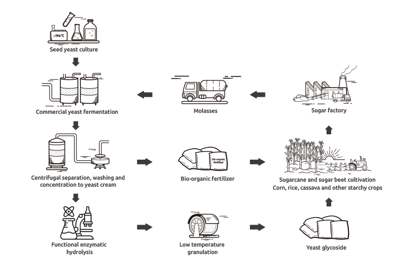 Production Process of Yeast Glycoside Production Process of Yeast Glycoside