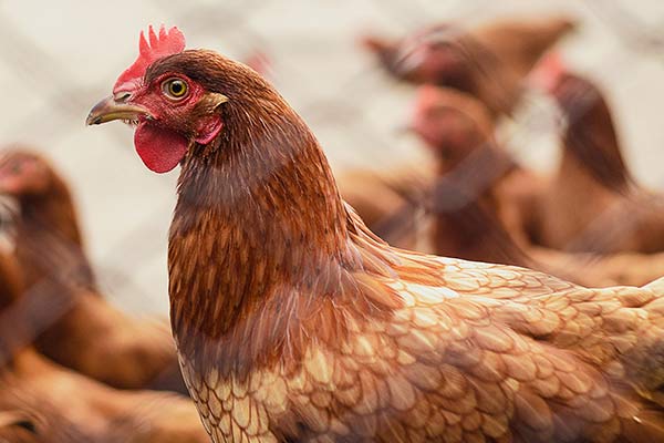 Application of YeaMOS S in animal production