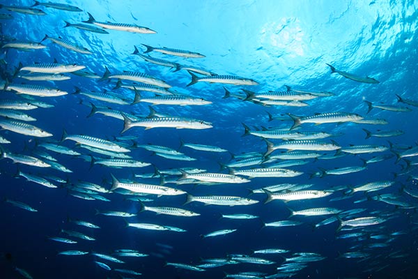 Application of Yeast Cell Wall on Aquaculture