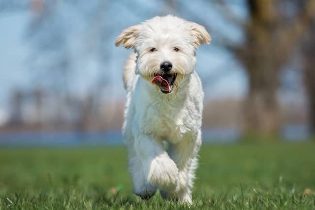 Yeast Nucleotides for Pet Food Palatability: Mechanisms and Feeding Trial Results
