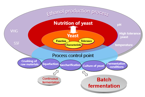 The key factors in the ethanol production of VHG