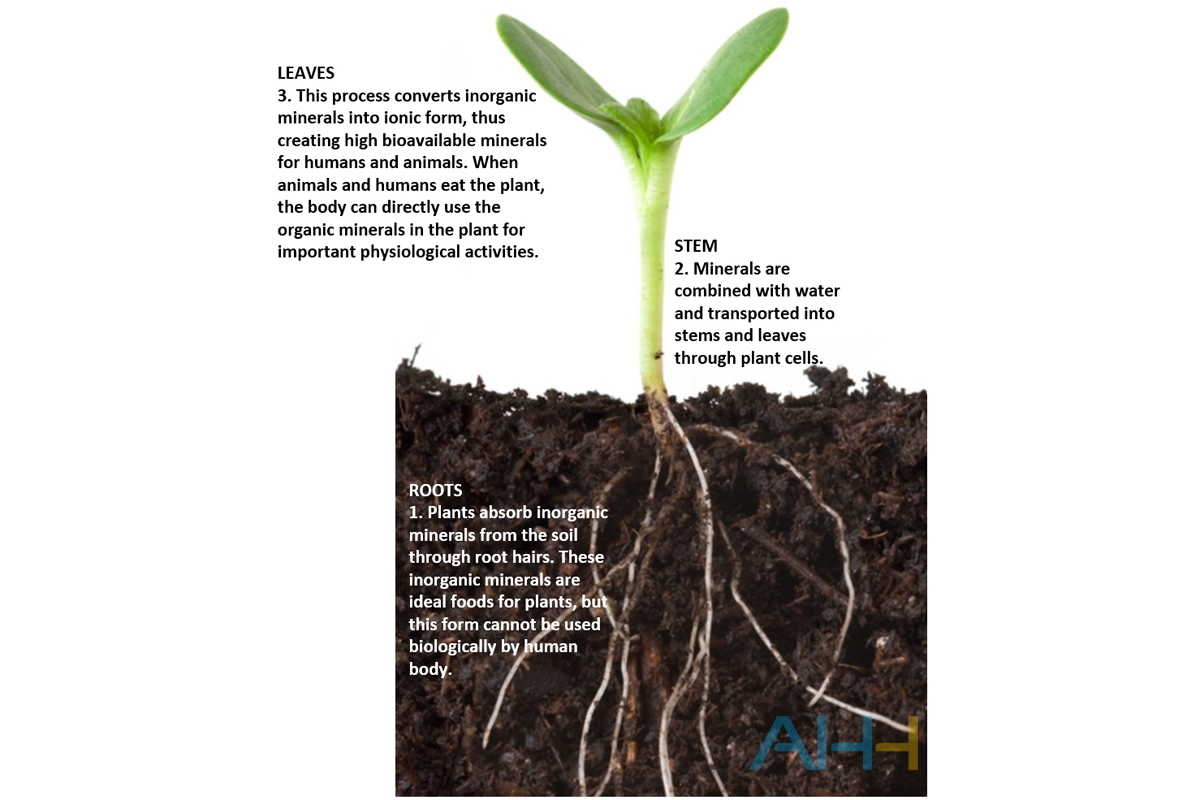 plant absorbs minerals process.jpg plant absorbs minerals process.jpg