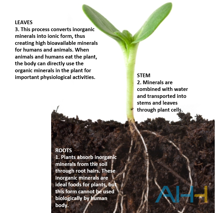 plant absorb selenium process副本-.jpg plant absorb selenium process副本-.jpg