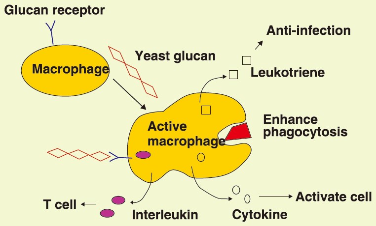 action mode of yeast beta glucan.jpg action mode of yeast beta glucan.jpg