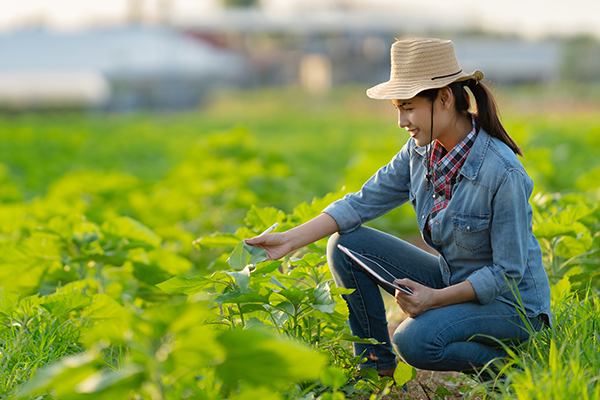 how to choose organic fertilizer how to choose organic fertilizer