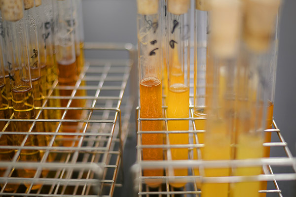 Characteristics and Functions of Angel Autolyzed Yeast Powder Characteristics and Functions of Angel Autolyzed Yeast Powder