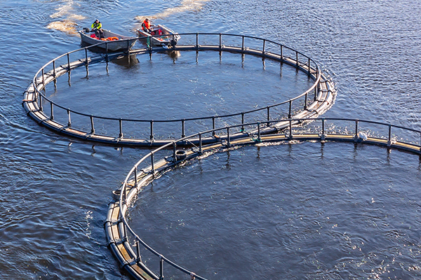 How GroPro Aqua reduce fish meal in aquatic feeds How GroPro Aqua reduce fish meal in aquatic feeds