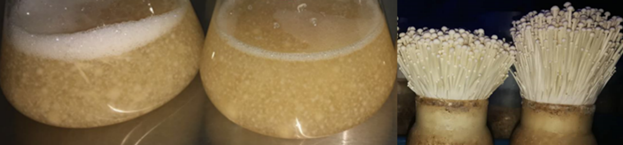 9月-真菌液态培养解决方案1219.png 9月-真菌液态培养解决方案1219.png