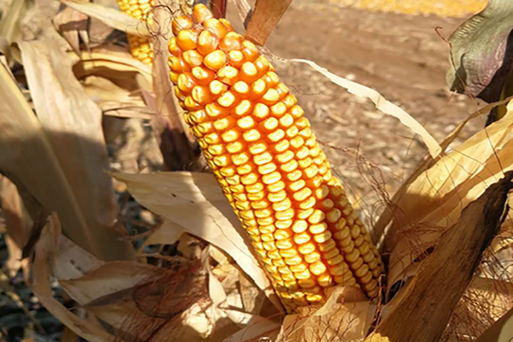 The application of “FUBON” yeast source organic fertilizer on corns in Liaoning province.