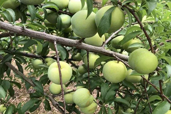 Planting “Bee Sugar Plum”, only one method to say goodbye to the weak tree, small fruit bearing etc
