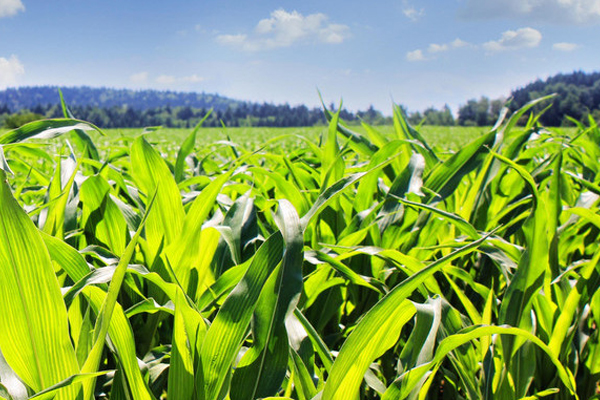 Angel has been advancing in promoting the productionand application of fuel ethanol