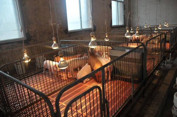 GroPro in antibiotic free diet