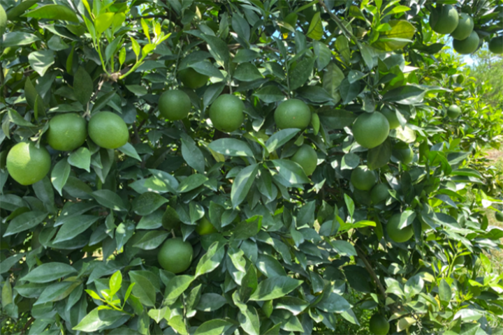 What should be done to make ninety percent of the fruit in the orangery reach the commodity standard