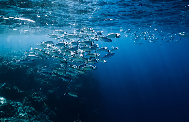 Application of GroPro in low fish meal diet