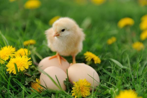 How to choose high-quality yeast cell wall products